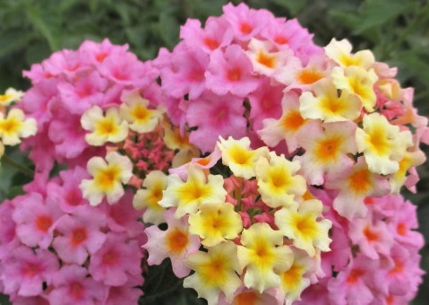 lantana-mozelle