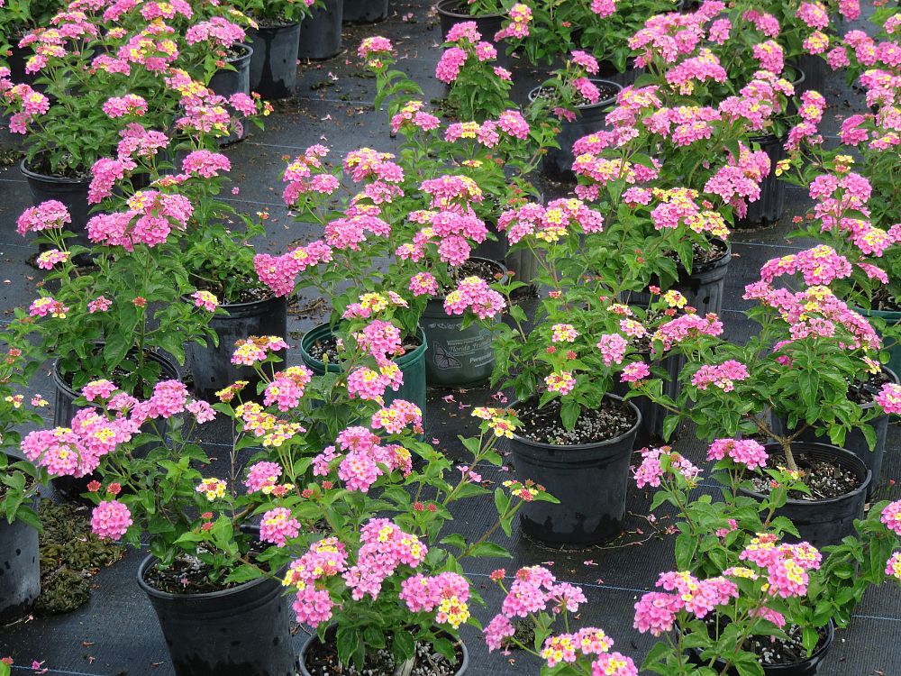 lantana-mozelle