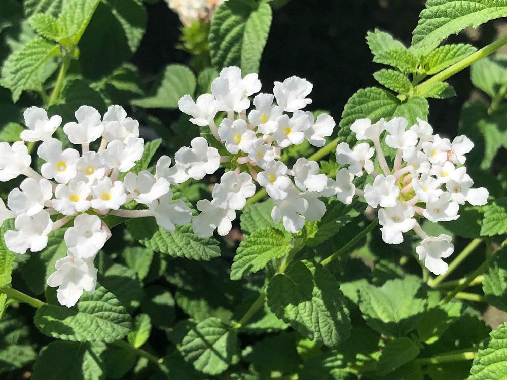 lantana-sellowiana-white-trailing-white-lightning