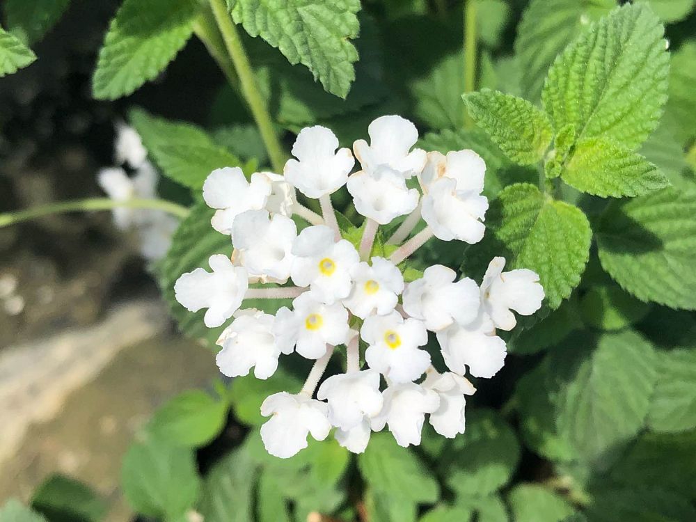 lantana-sellowiana-white-trailing-white-lightning