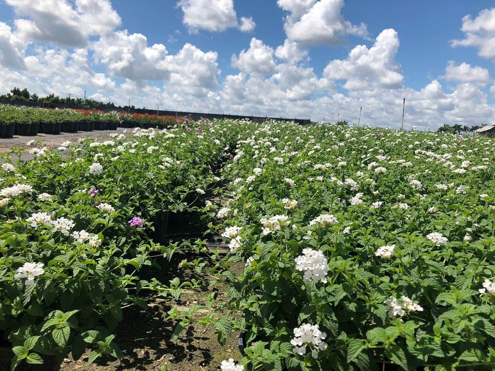 lantana-sellowiana-white-trailing-white-lightning