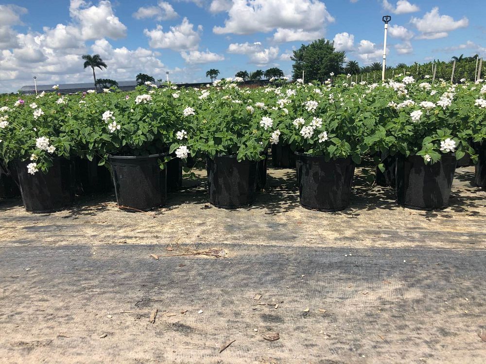 lantana-sellowiana-white-trailing-white-lightning