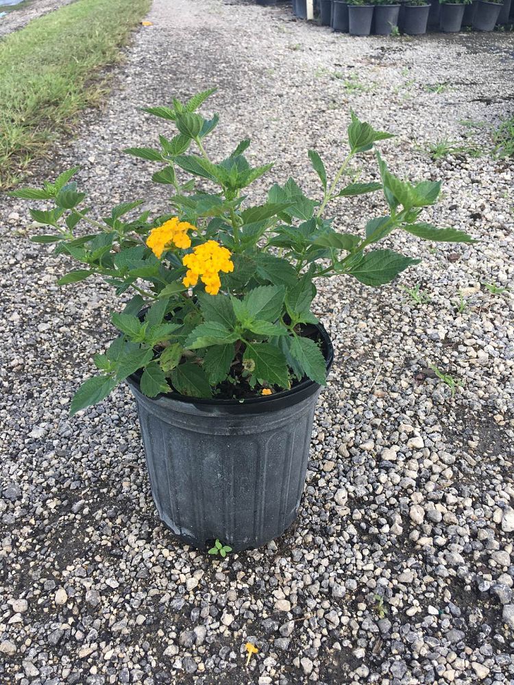 lantana-spp