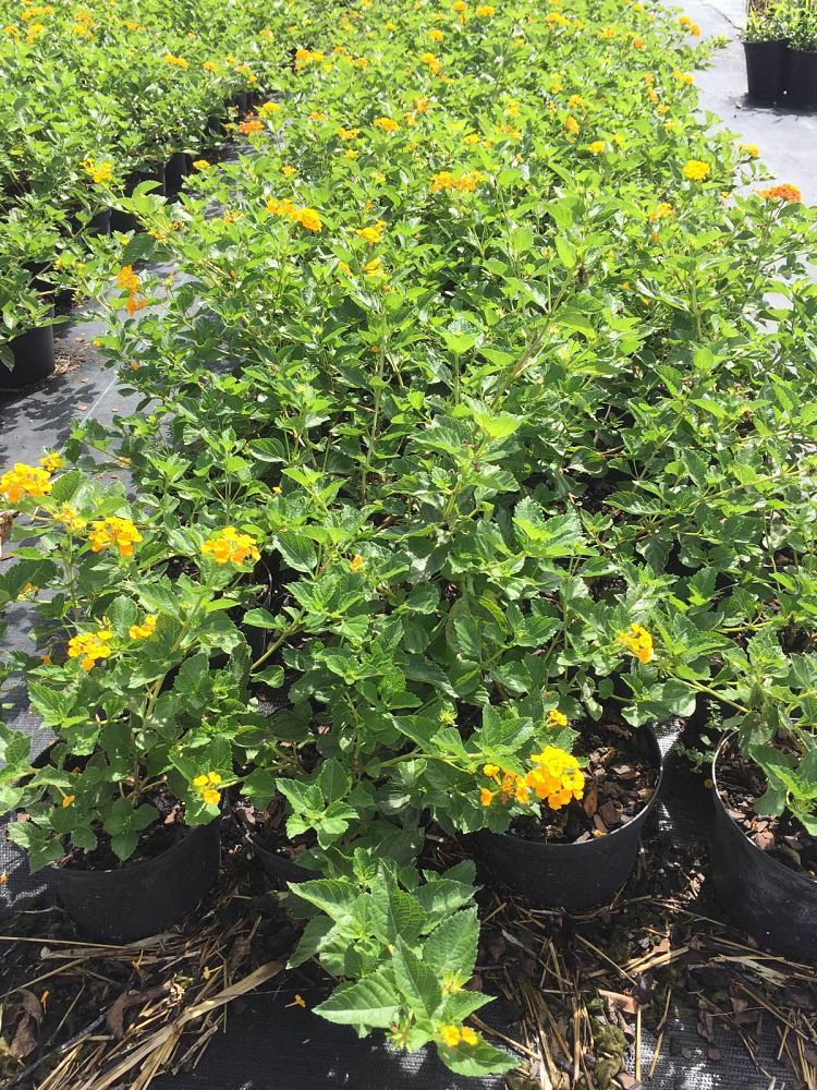 lantana-spp