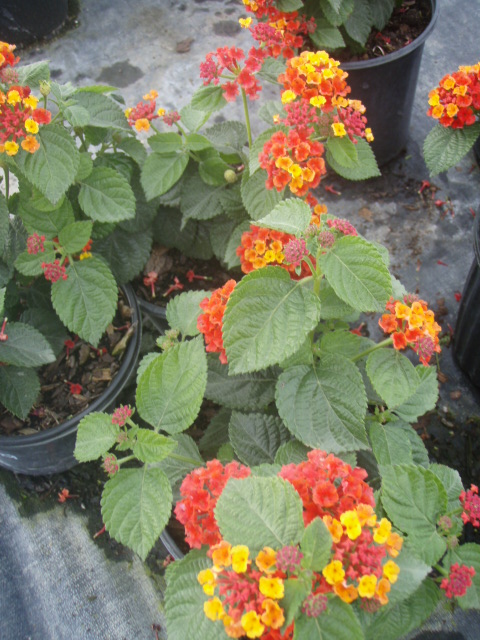 lantana-spp