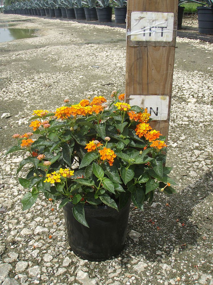 lantana-spp