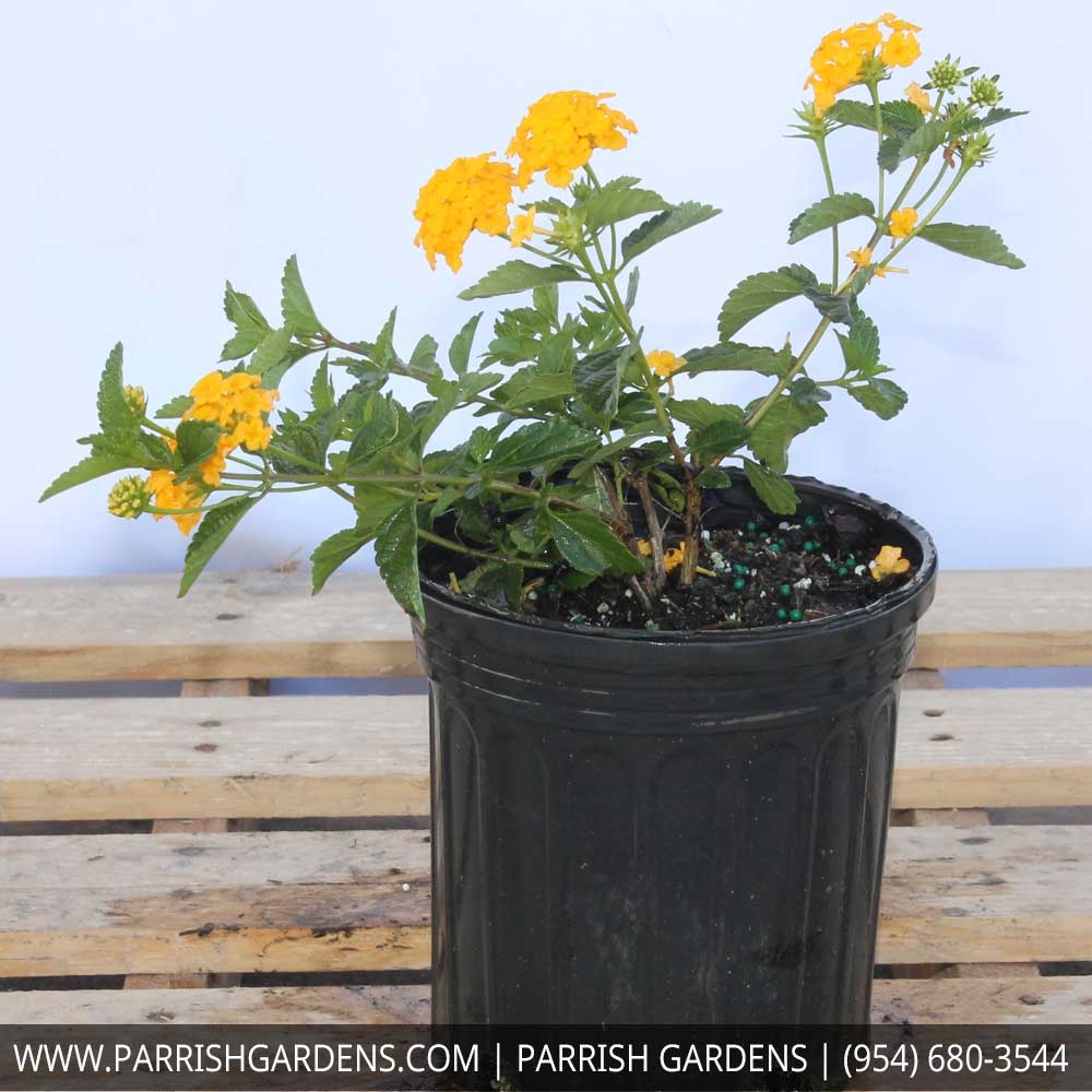 lantana-spp