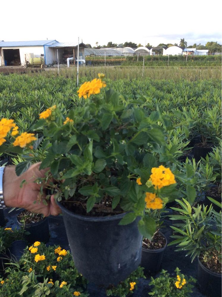 lantana-spp