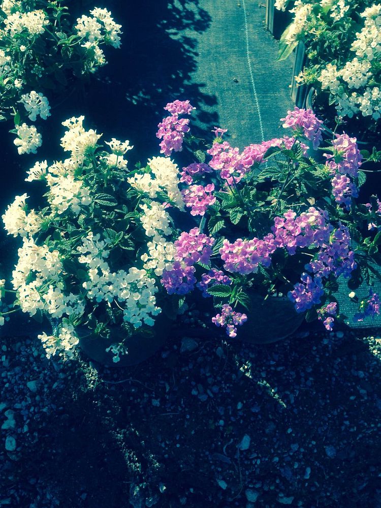 lantana-spp