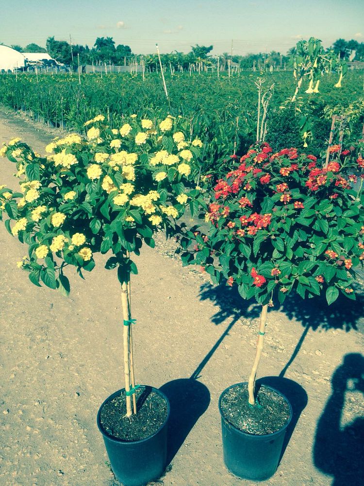 lantana-spp