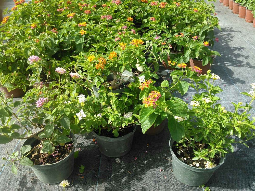 lantana-spp