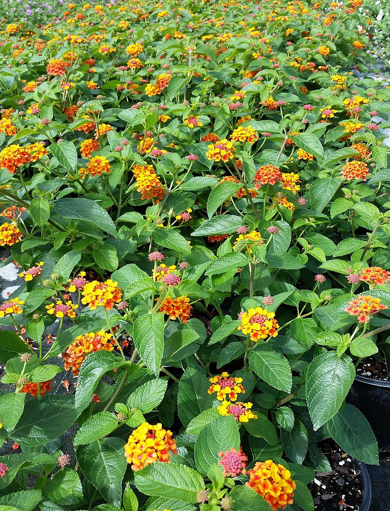 lantana-spp