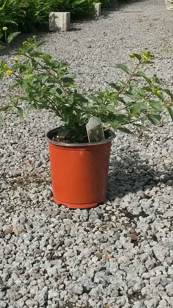 lantana-spp