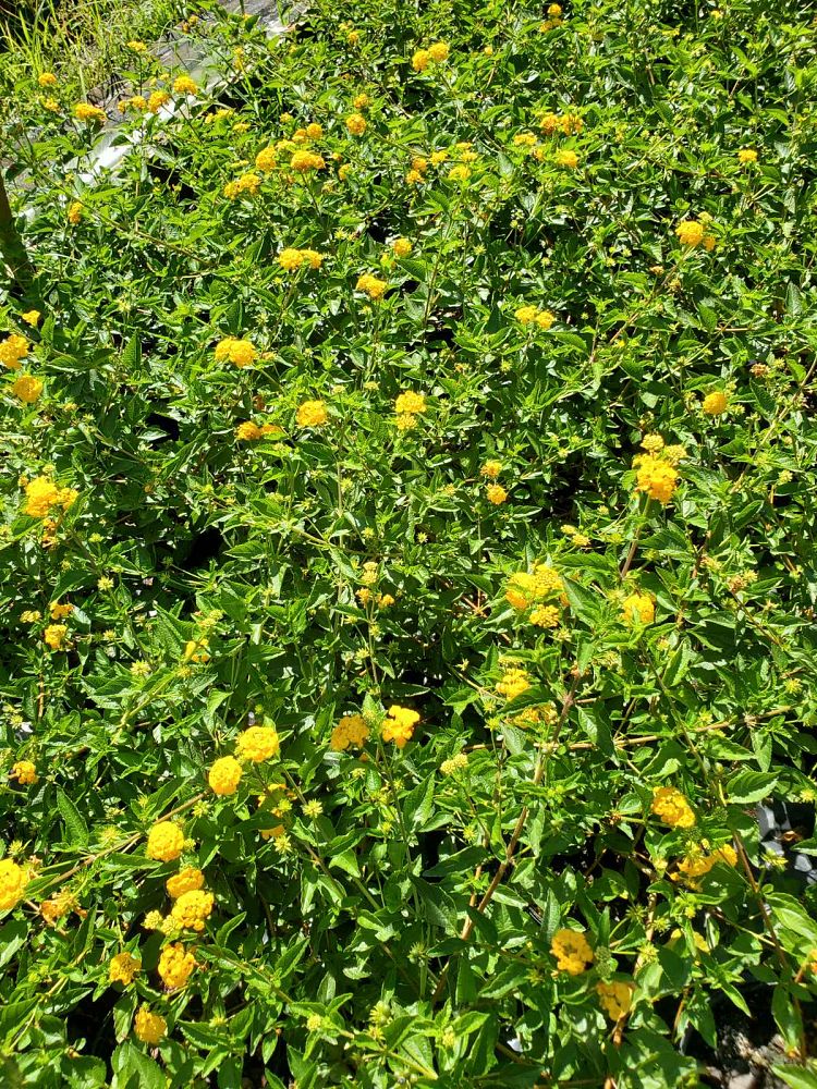lantana-spp