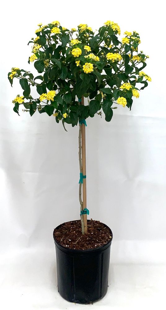 lantana-spp