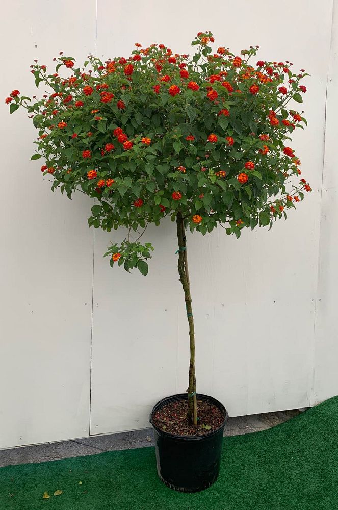 lantana-spp