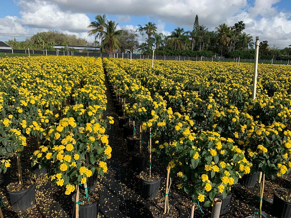 lantana-spp