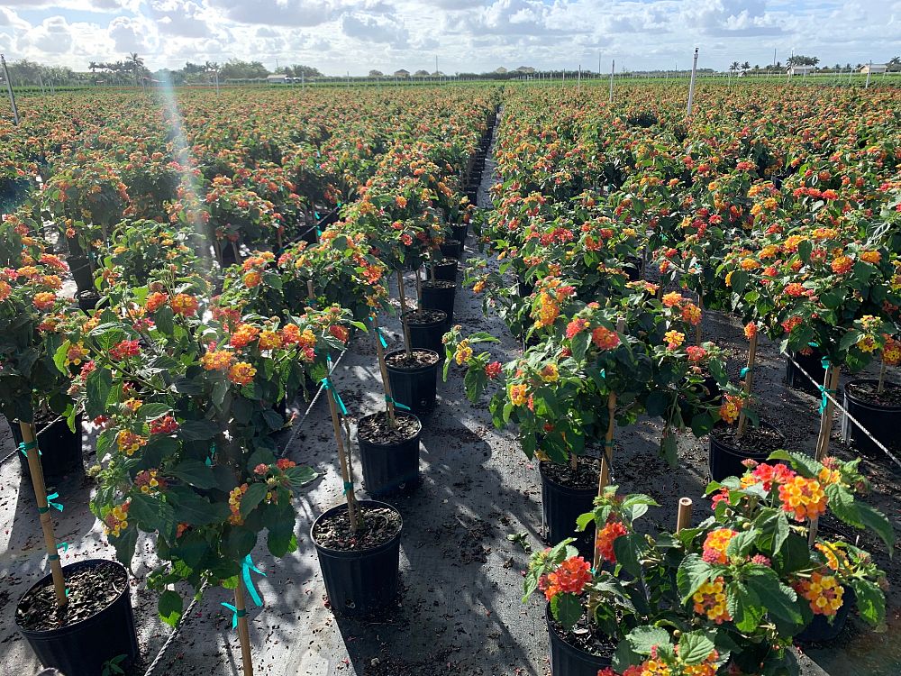 lantana-spp