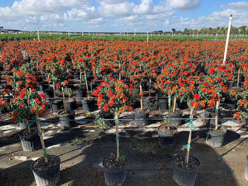 lantana-spp