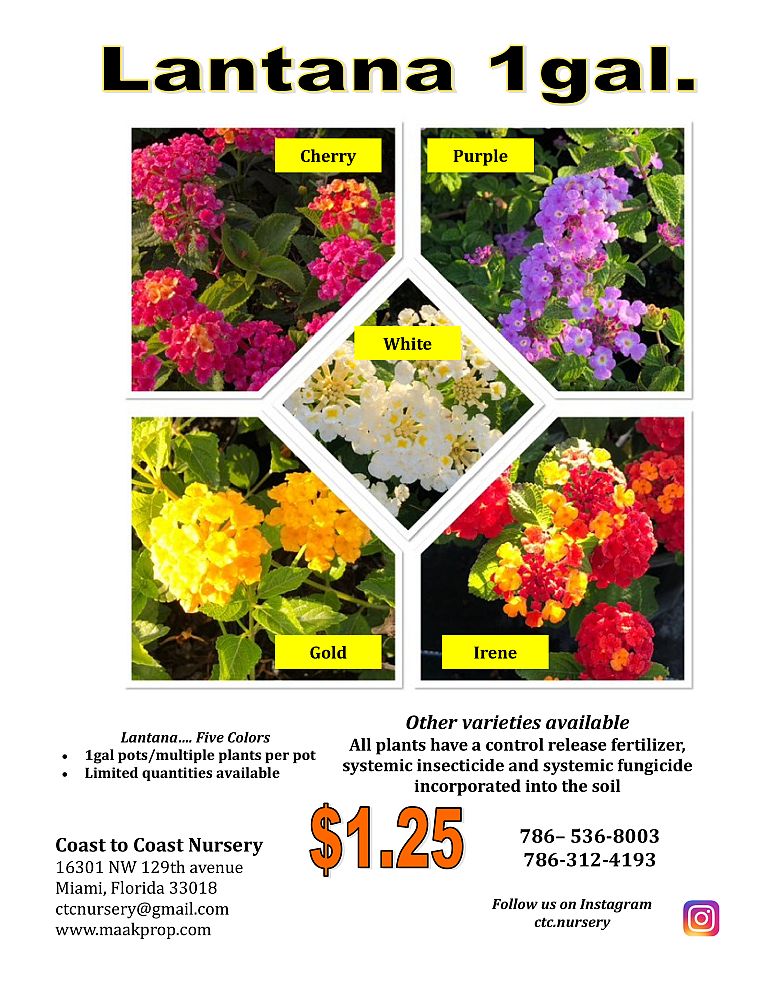 lantana-spp