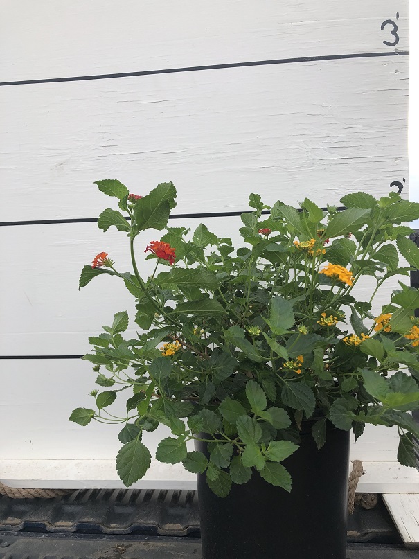 lantana-spp