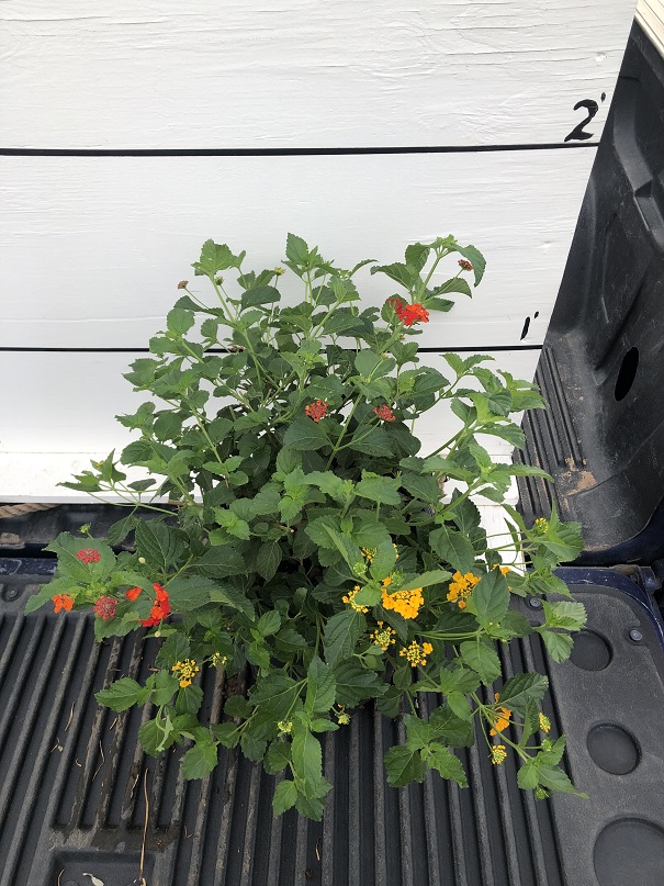 lantana-spp