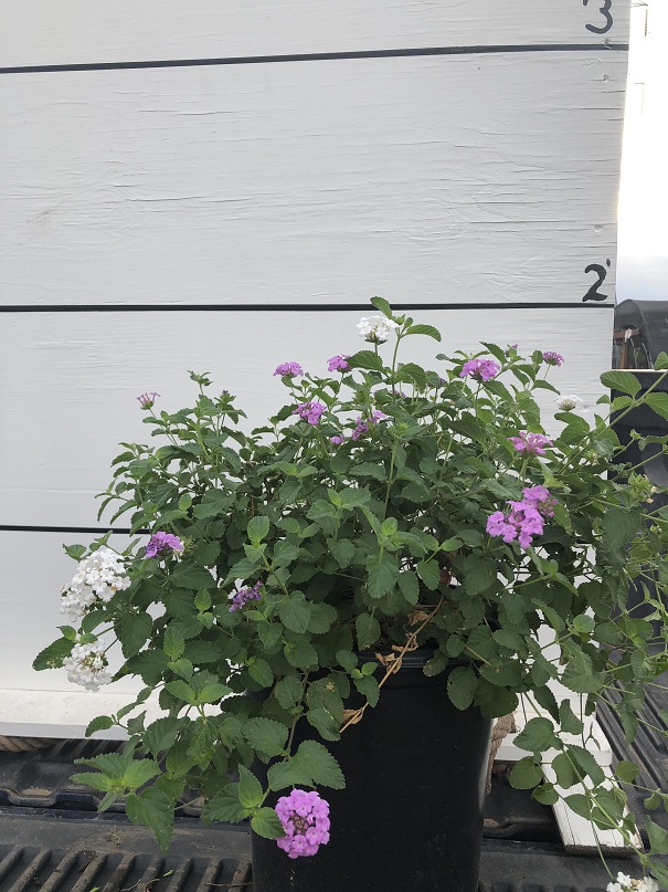 lantana-spp