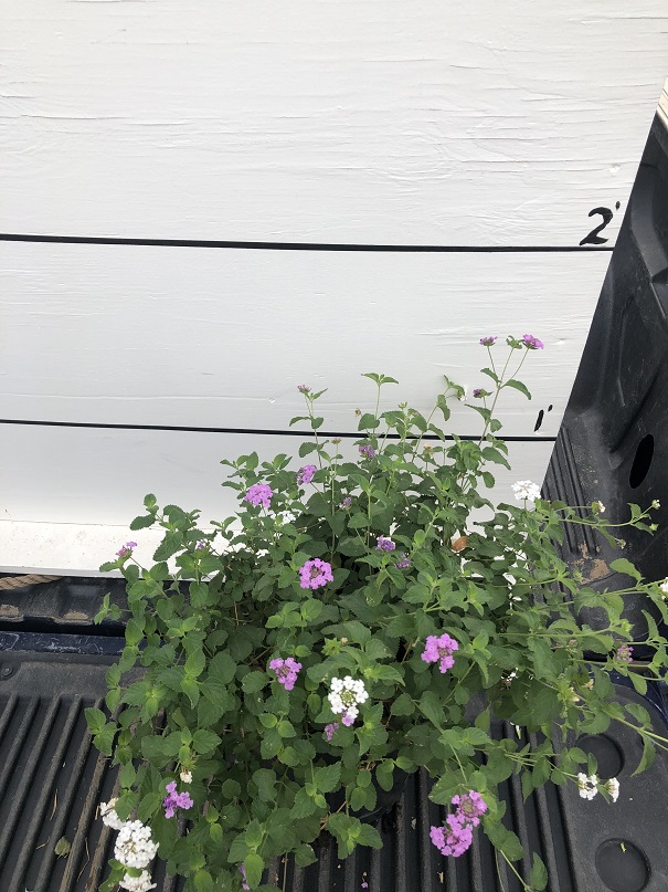 lantana-spp
