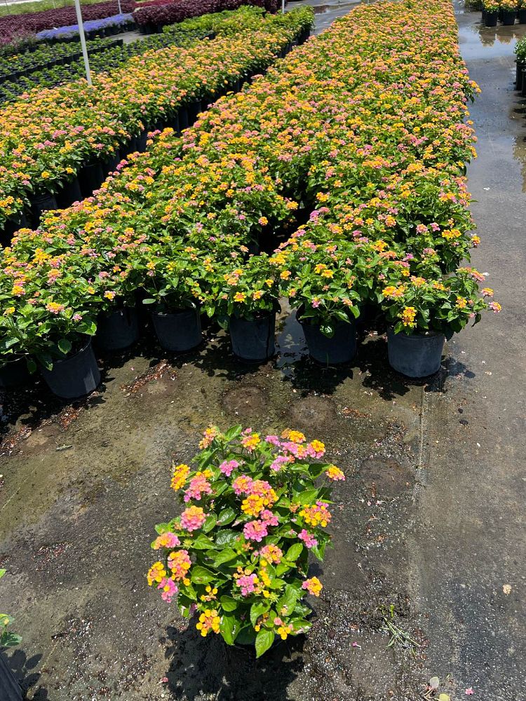 lantana-spp