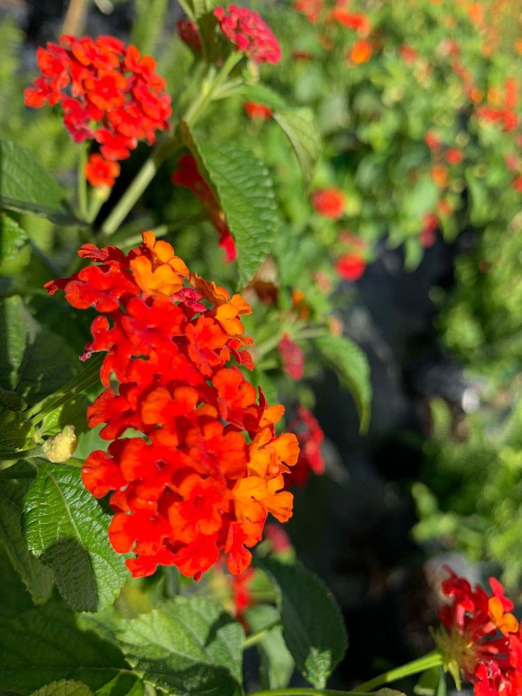 lantana-spp