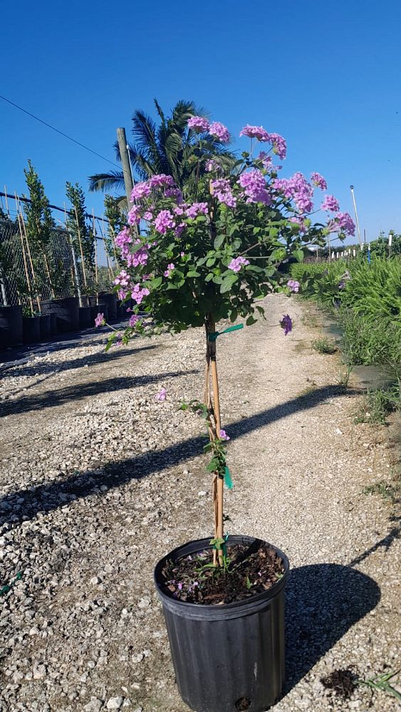 lantana-spp