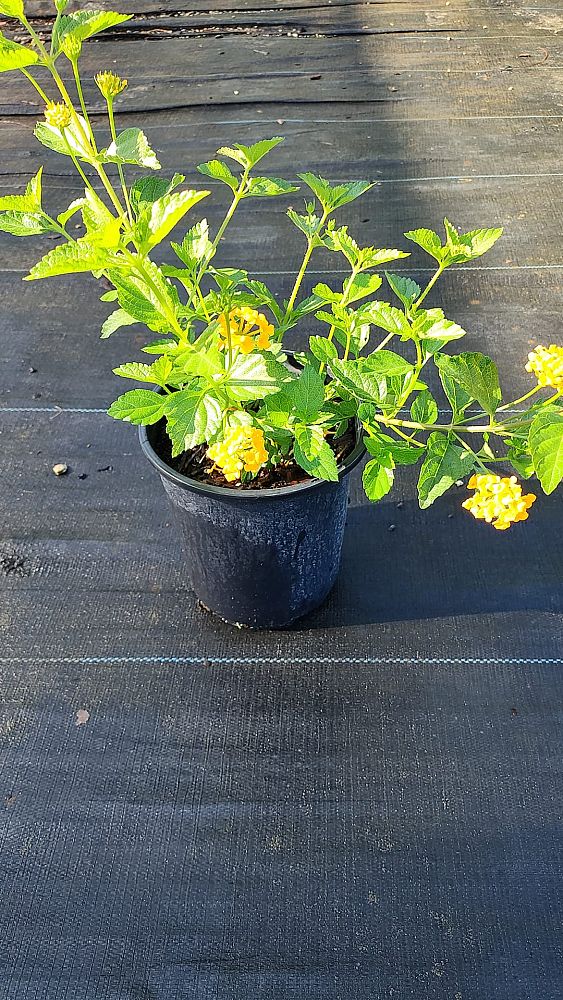 lantana-spp