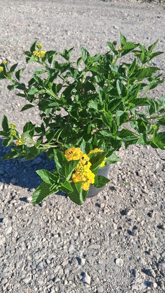 lantana-spp
