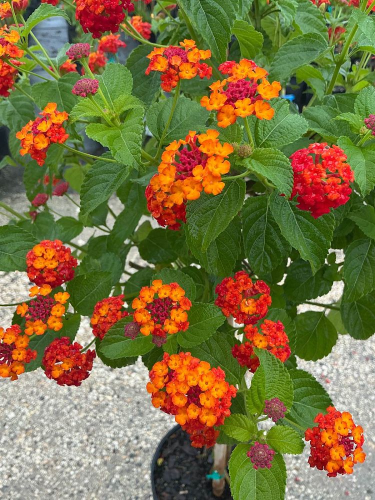 lantana-spp