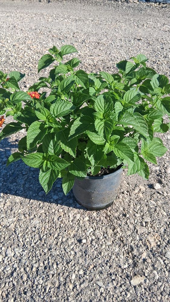 lantana-spp