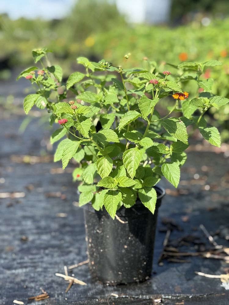 lantana-spp