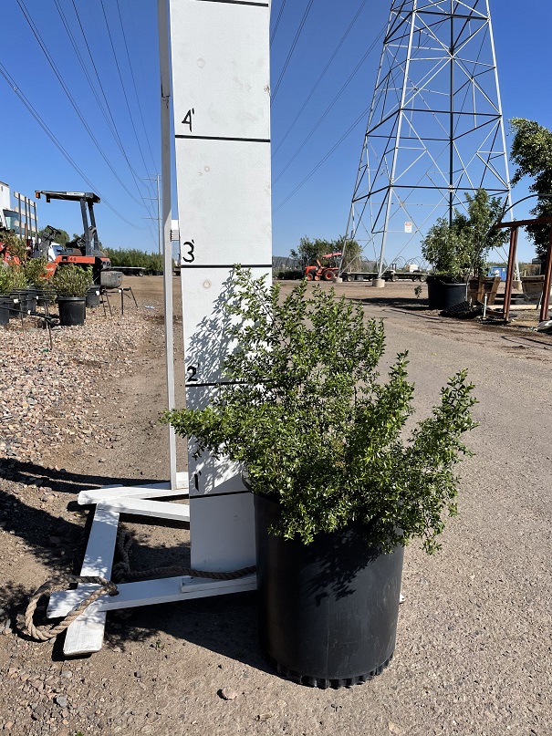 larrea-tridentata-tridentata-creosote-bush