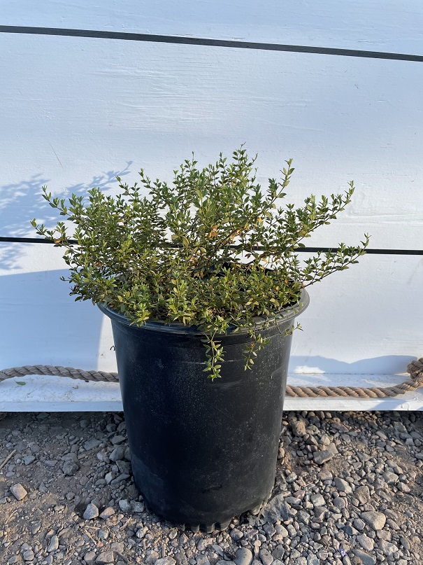 larrea-tridentata-tridentata-creosote-bush