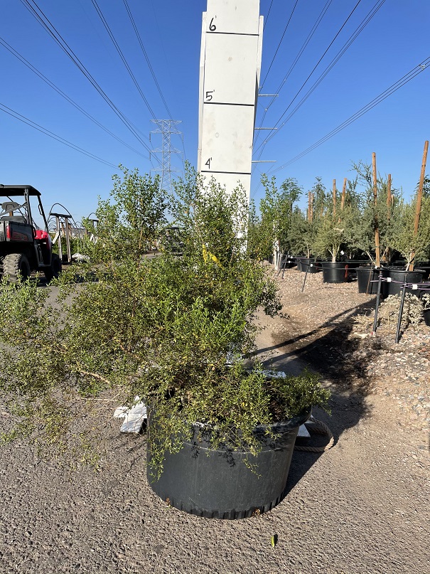 larrea-tridentata-tridentata-creosote-bush