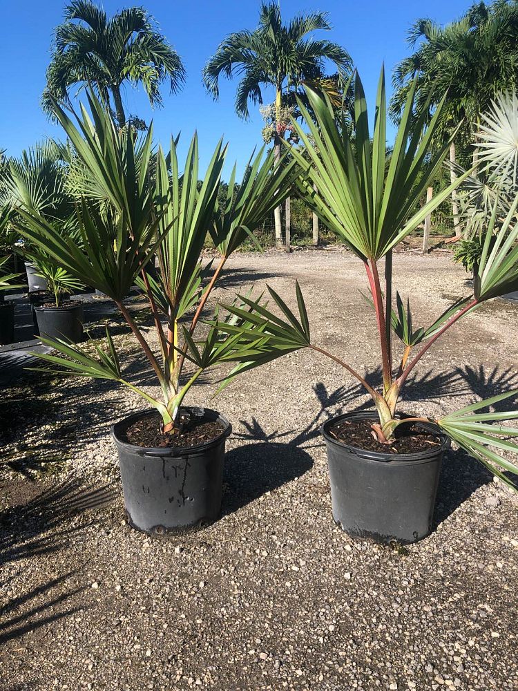latania-latan-palm