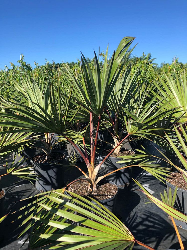 latania-latan-palm