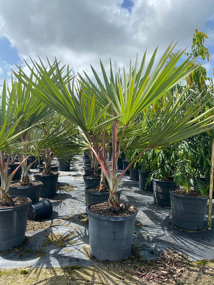 latania-latan-palm
