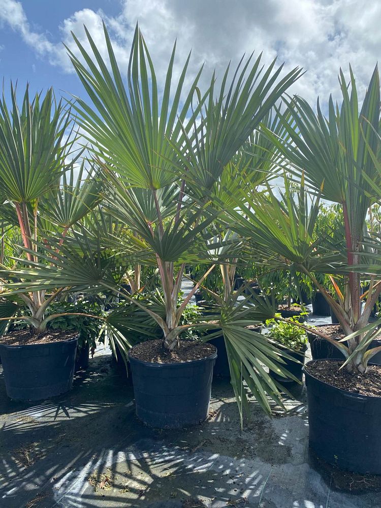 latania-latan-palm