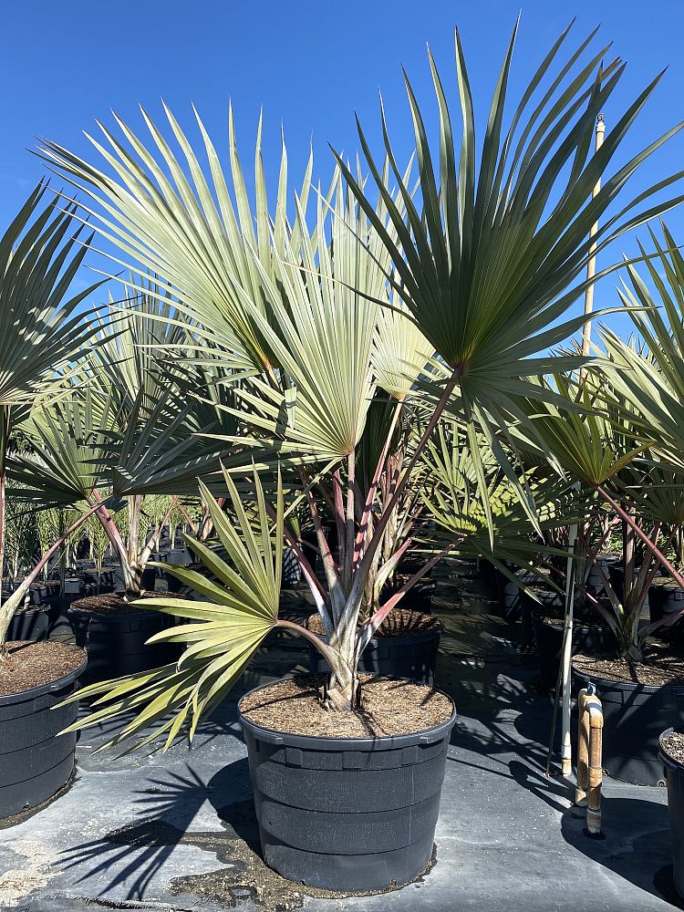 latania-latan-palm
