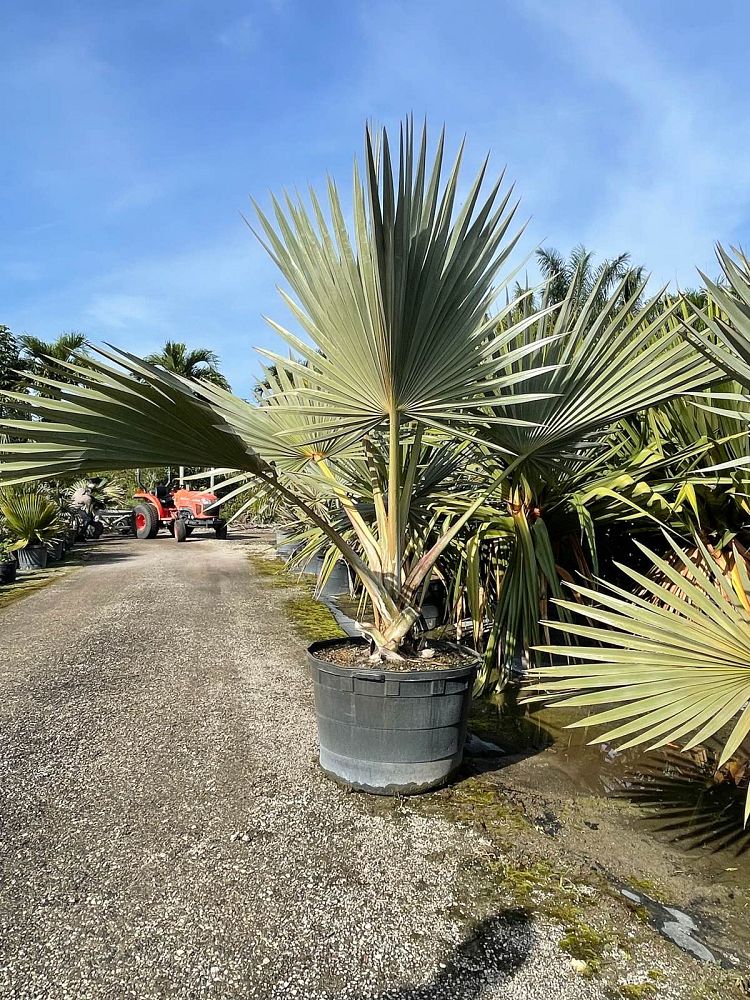 latania-latan-palm