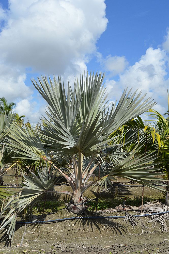 latania-latan-palm