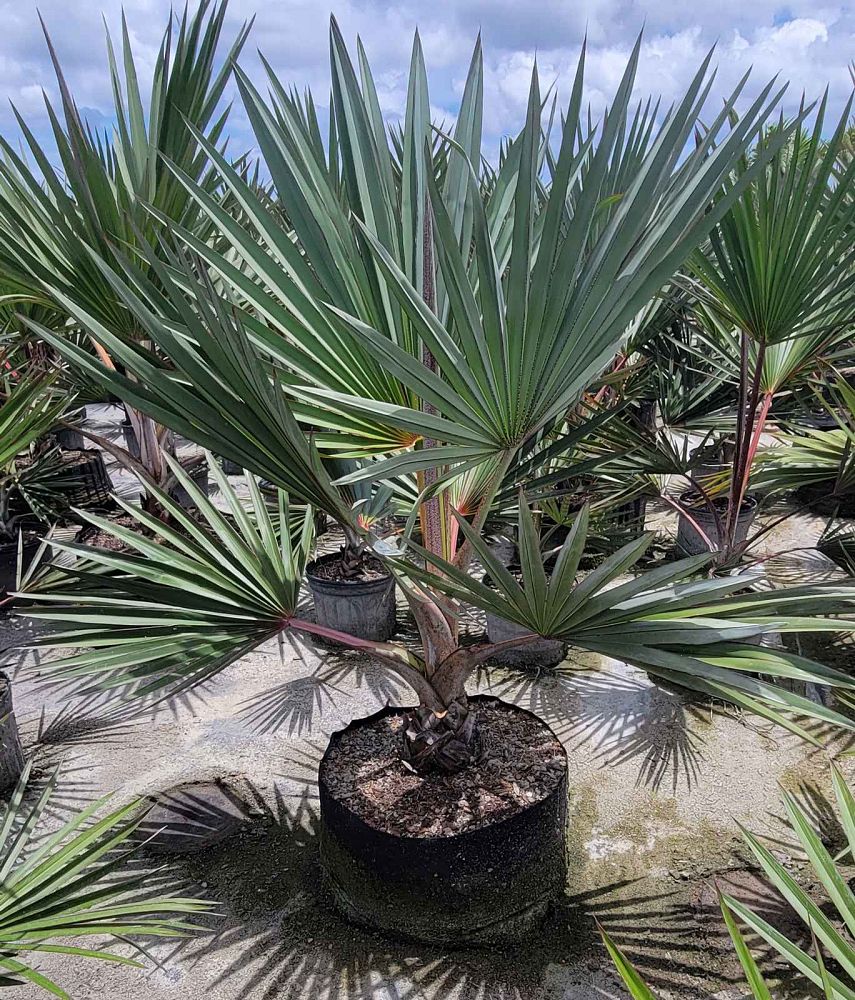 latania-latan-palm