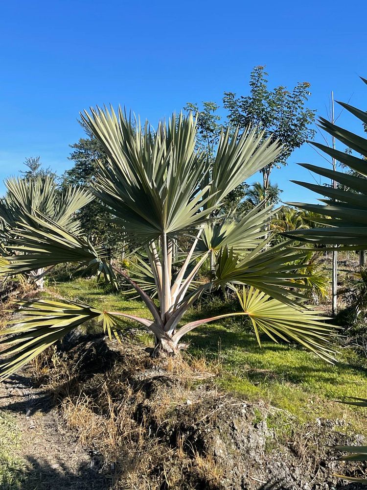 latania-latan-palm