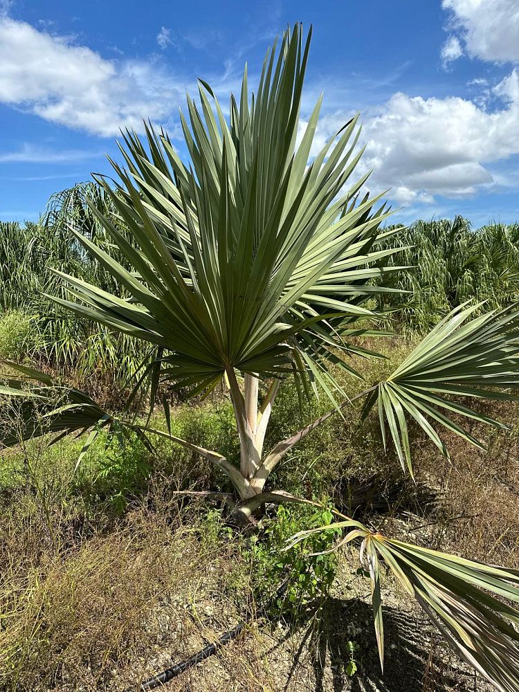 latania-latan-palm