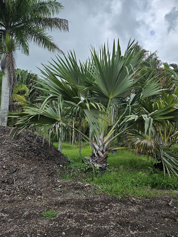 latania-latan-palm